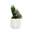 Succulent in Pot