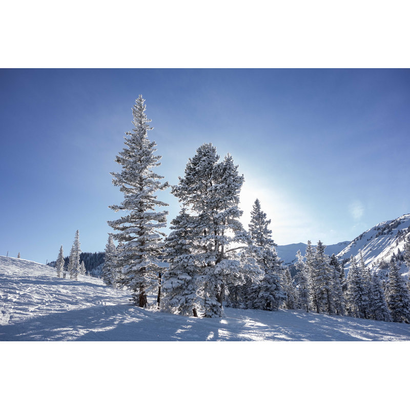 «Trees on Ski Slopes» par Searagen - photographie sur toile tendue, L 18 po x H 12 po
