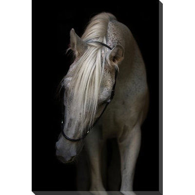 Art sur toile Arabian Stallion
