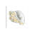 Citron Shell Sketch III-758174352