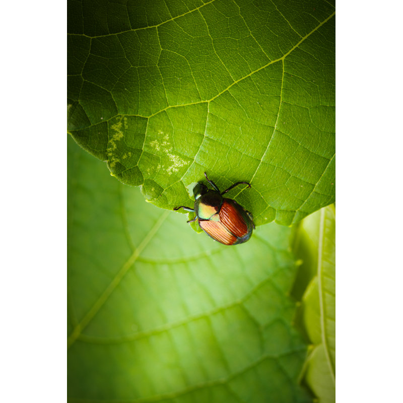 Asta Beetles Insect - Wrapped Canvas Print, 46cm H x 30cm W x 3.8cm D