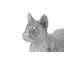 Animals French Bulldog-49609685