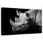 Rhino ronce en monochrome-106817974