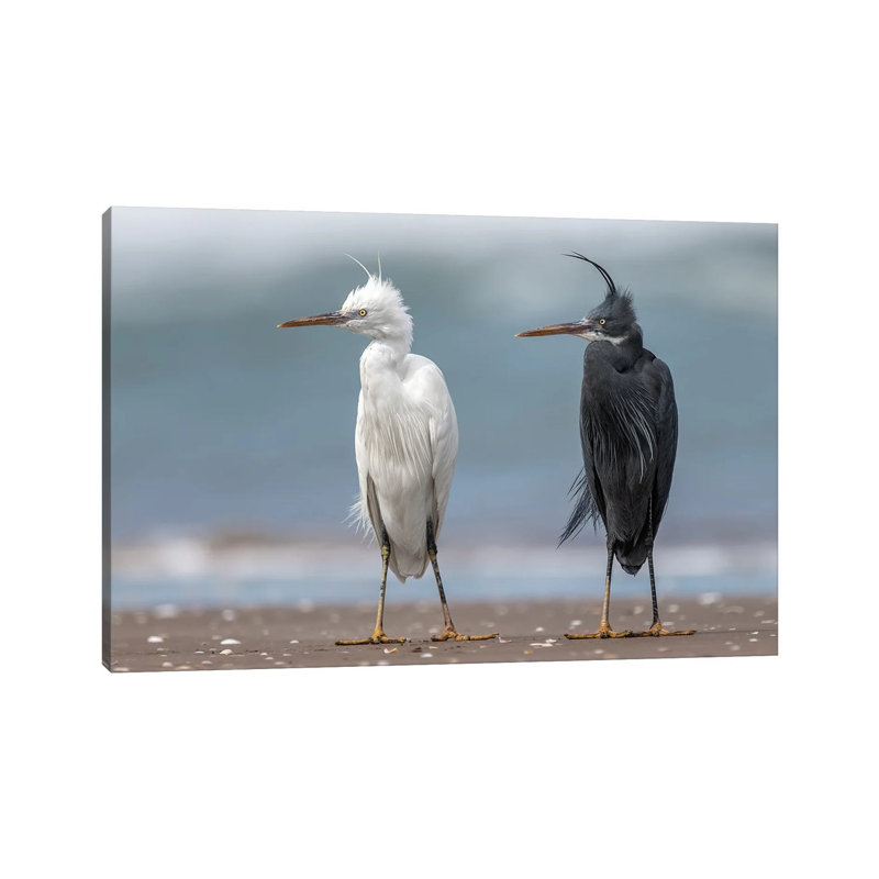 Ahmed Sobhi - Wrapped Canvas Print
