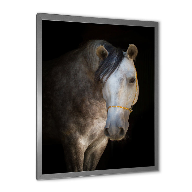 Portrait d'un cheval blanc - Photographie sur toile, Encadrement argenté, H 32 po x l 24 po x P 1 po