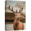 Animaux cerf majestueux avec bois de cerf Highland-99543671