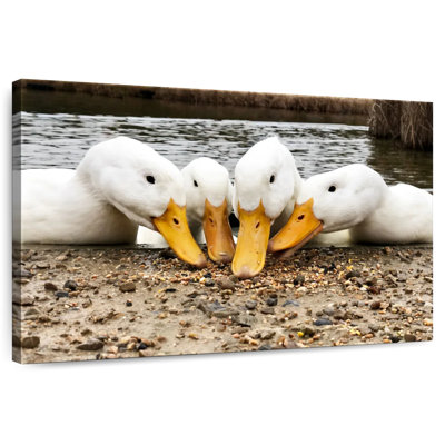Pekin Ducks de Brampt