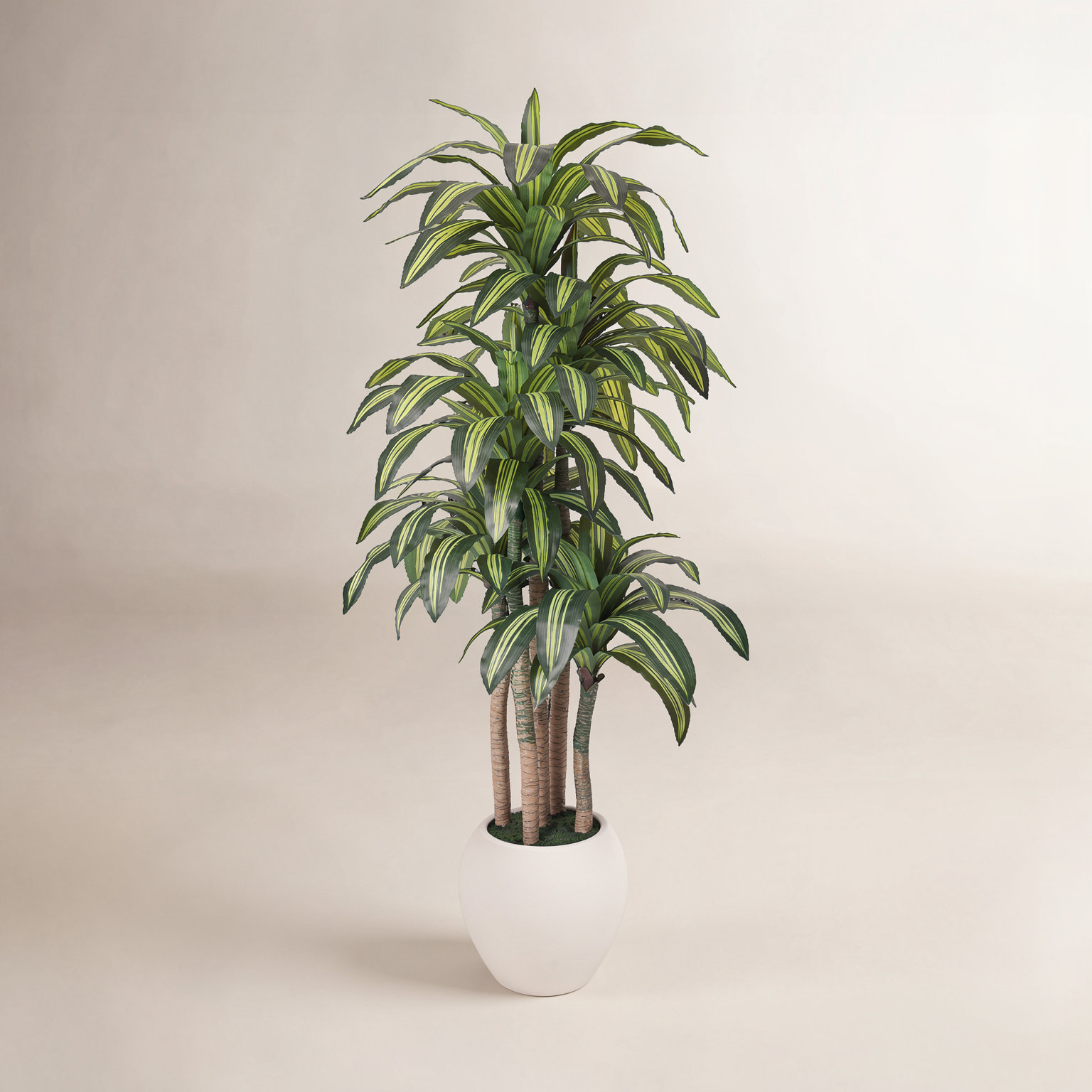 Romney Dracaena Tree in Planter, 96" H x 34" W