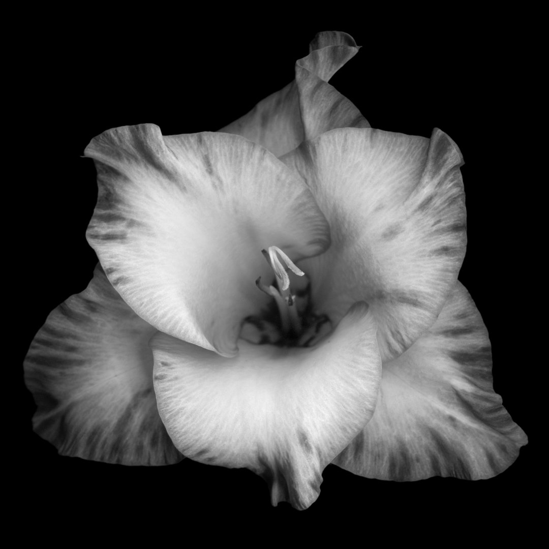 Monochrome Gladiola von OG - Leinwand Kunstdrucke