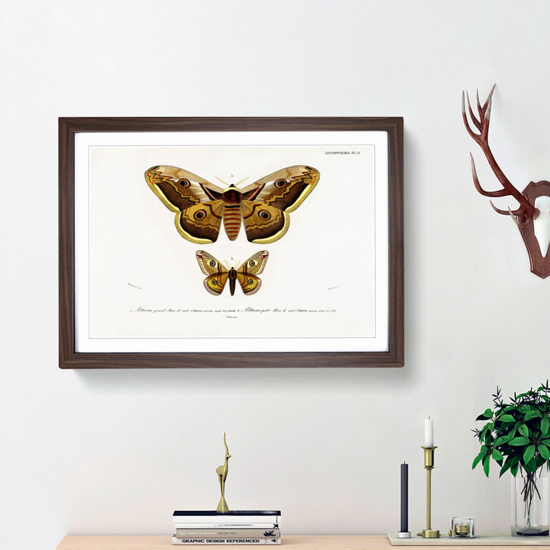 Emperor Moths Illustrations by Charles D' Orbigny - Framed Print, 27cm H x 36cm W x 2cm D, Walnut Framed