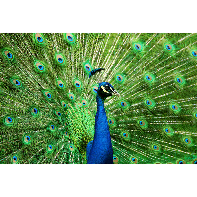 Portrait Of Peacock by Fotolinchen - Wrapped Canvas Print, 61cm H x 91cm W