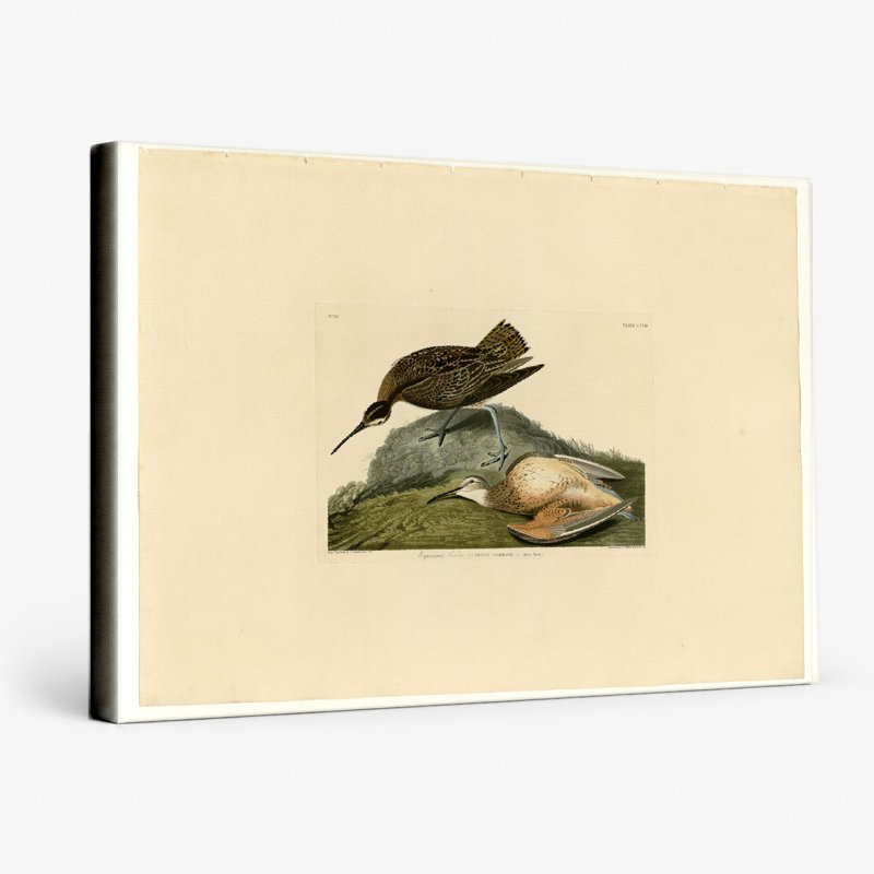 Esquimaux courlis, plaque CCV III (1835) - art mural sur toile paysage, 14" W x 11" H