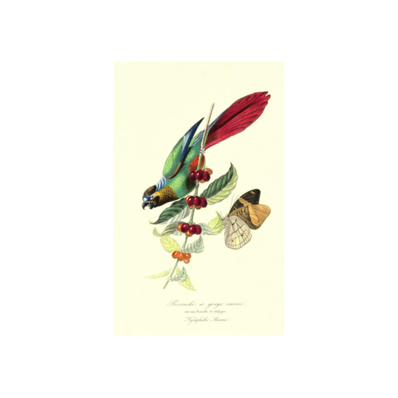 «Parakeeto on Coffee Bush» par Porter Design - impression sur toile tendue, H 29 po x l 18 po x P 1,5 po, Couche de verre