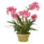 Dendrobium Orchids in Mossy Planter