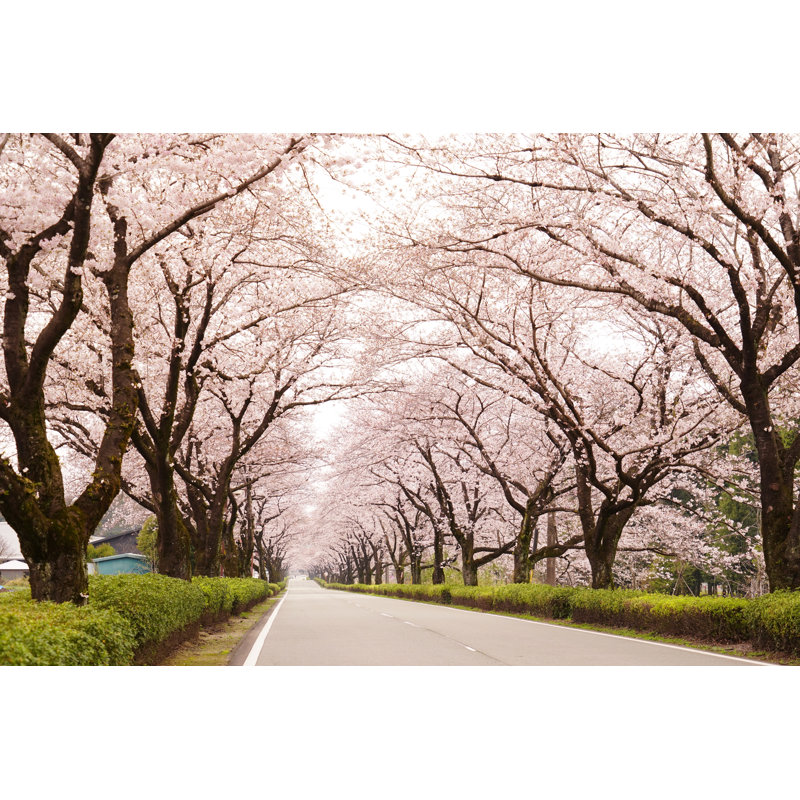 The Cherry Tree-Lined Road Is A Beautiful Scenery That Blooms In Full Bloom - Wrapped Canvas Print, 30cm H x 46cm W