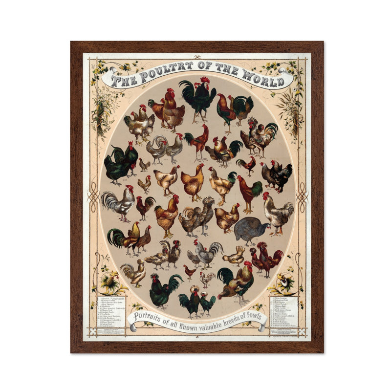 Volaille du monde, 18"H x 24"W, Poster, Brown Framed