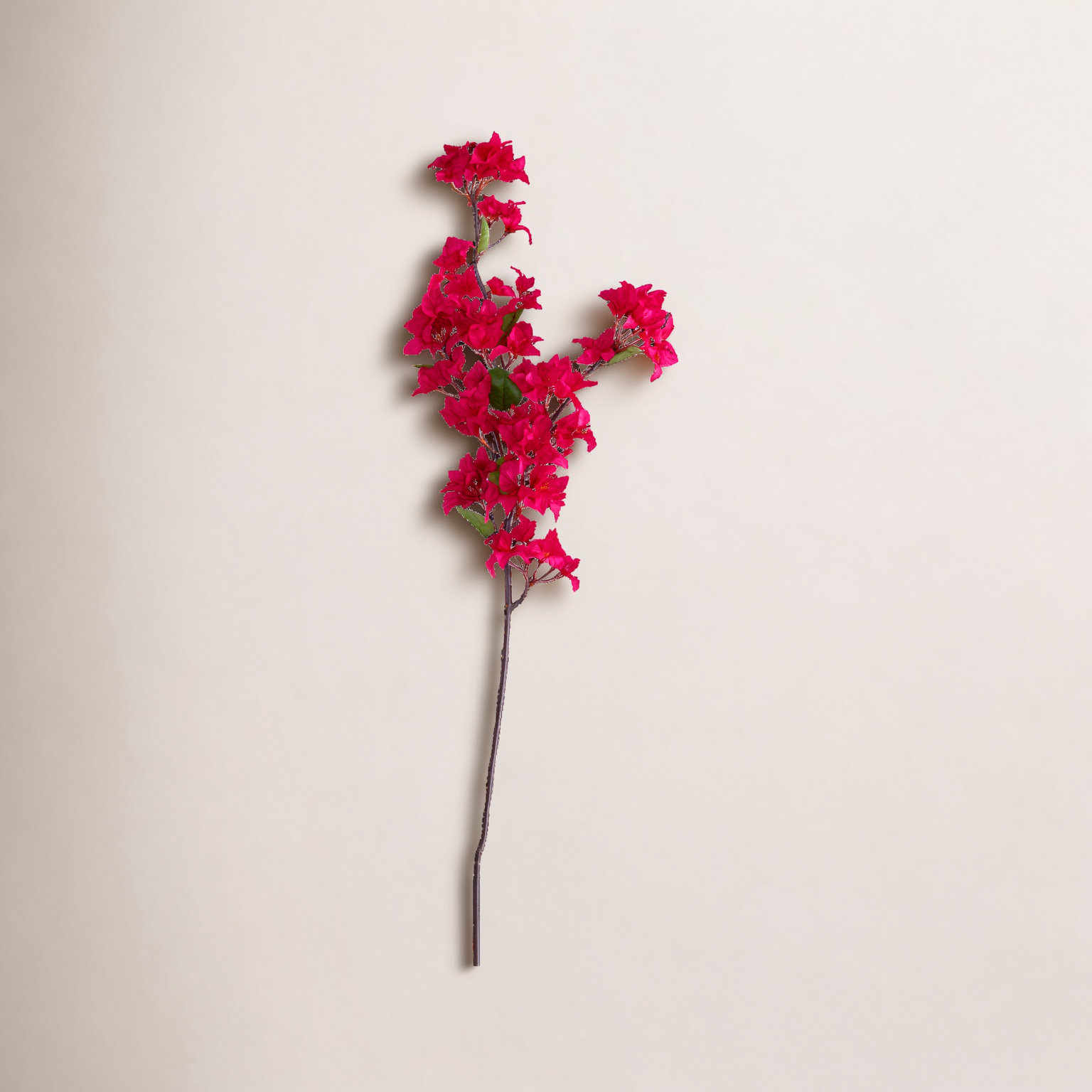 Bougainvillea Floral Stems, Pink