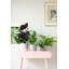 Pot Planter-69444363-69444373