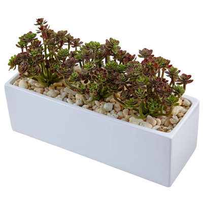 Sedum Succulent in Rectangular Planter