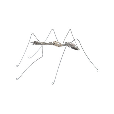 Spoon Ant, Lg