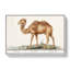 Camel by A.B. De Boodt - Wrapped Canvas Painting-55371699
