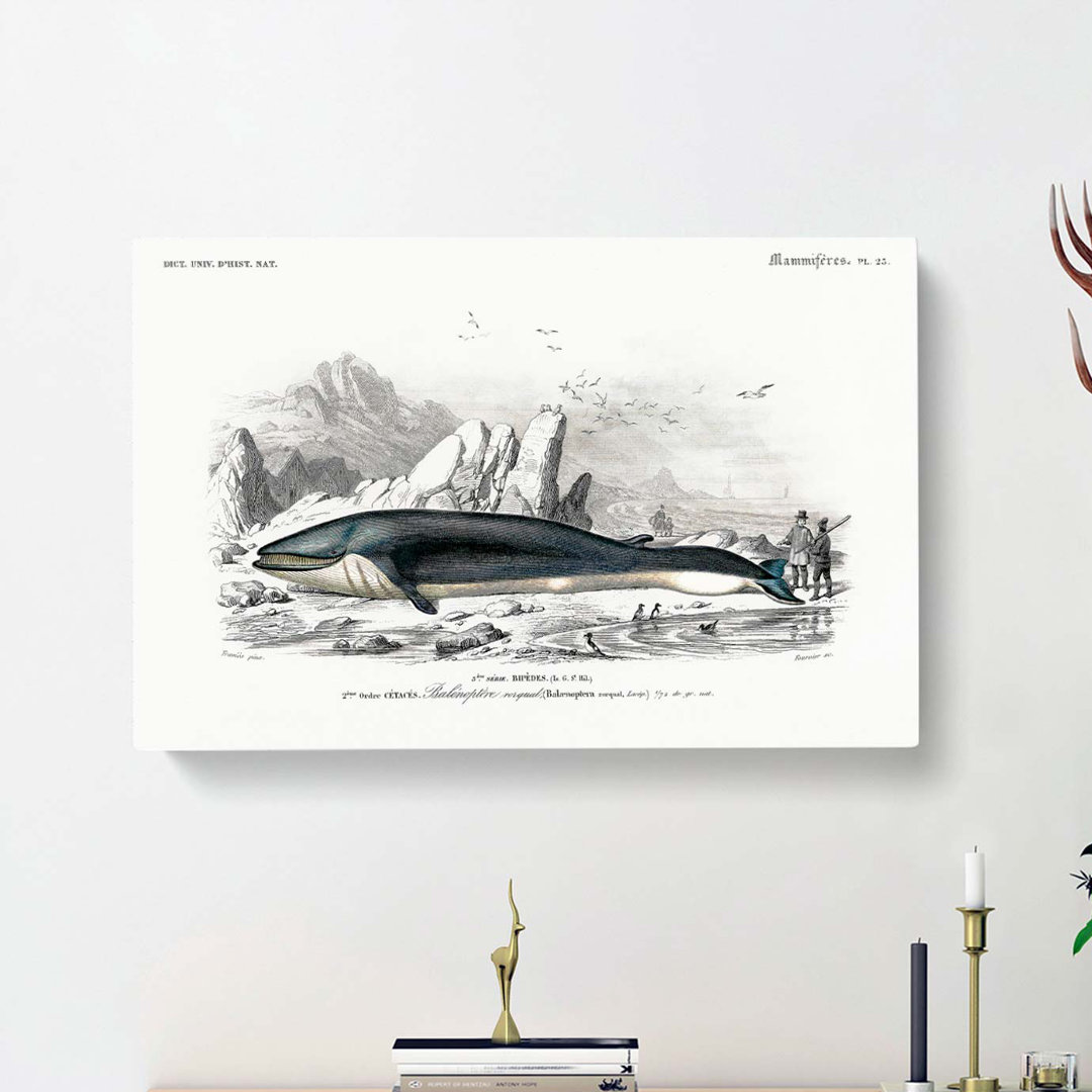 Hunted Whale by Charles D' Orbigny - Wrapped Canvas