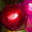 Dov LED Natural Leaf Rose String Light-89691164