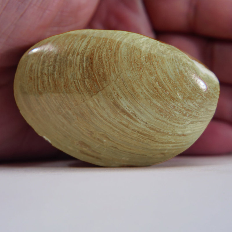 Genuine Fossilized Sea Scallop (0.49 lbs)