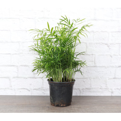 Live Parlor Palm Plant, 6" Diameter