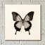 «Butterfly III BW» par Debra Van Swearingen - photographie sans cadre-1003073969