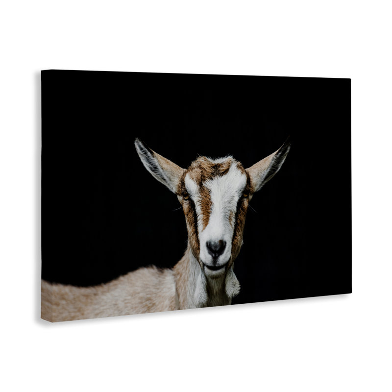 Visage de chèvre sur toile noire, design par Amy Carroll, H 30 po x l 45 po