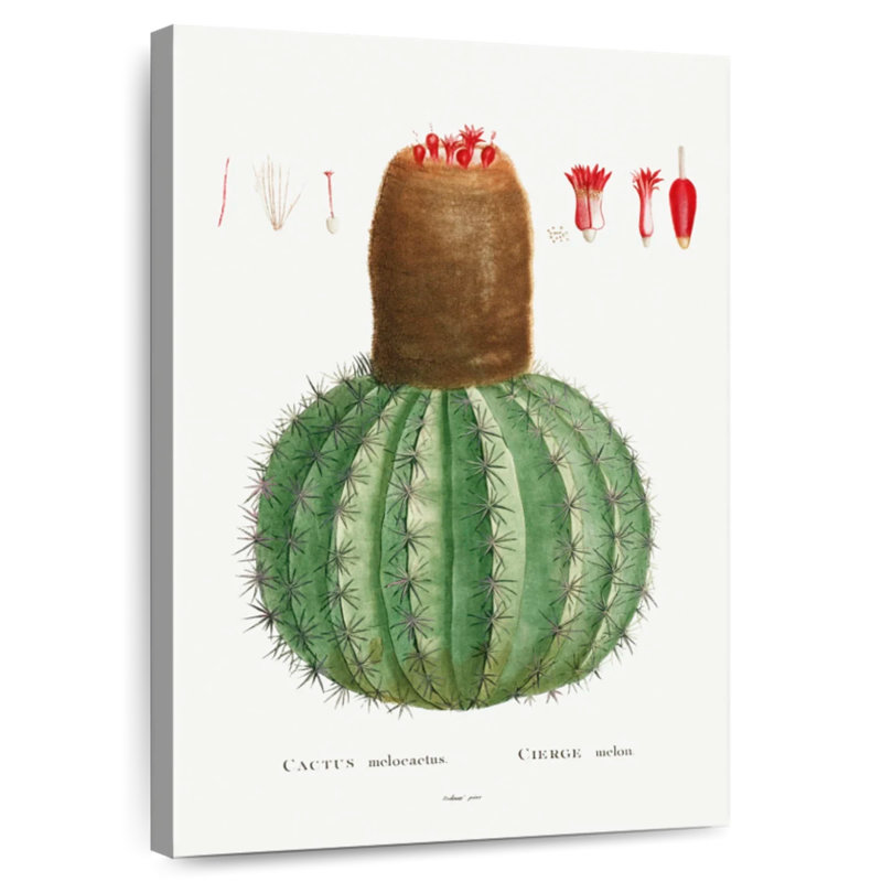 Harnek Cactus Melocactus Image From Histoire Des Plantes Grasses, 39" H x 26" W