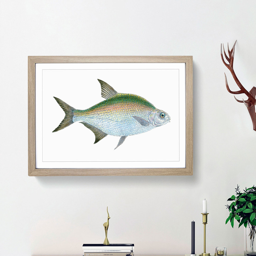 Bream Fish by Edward Donovan - Framed Print