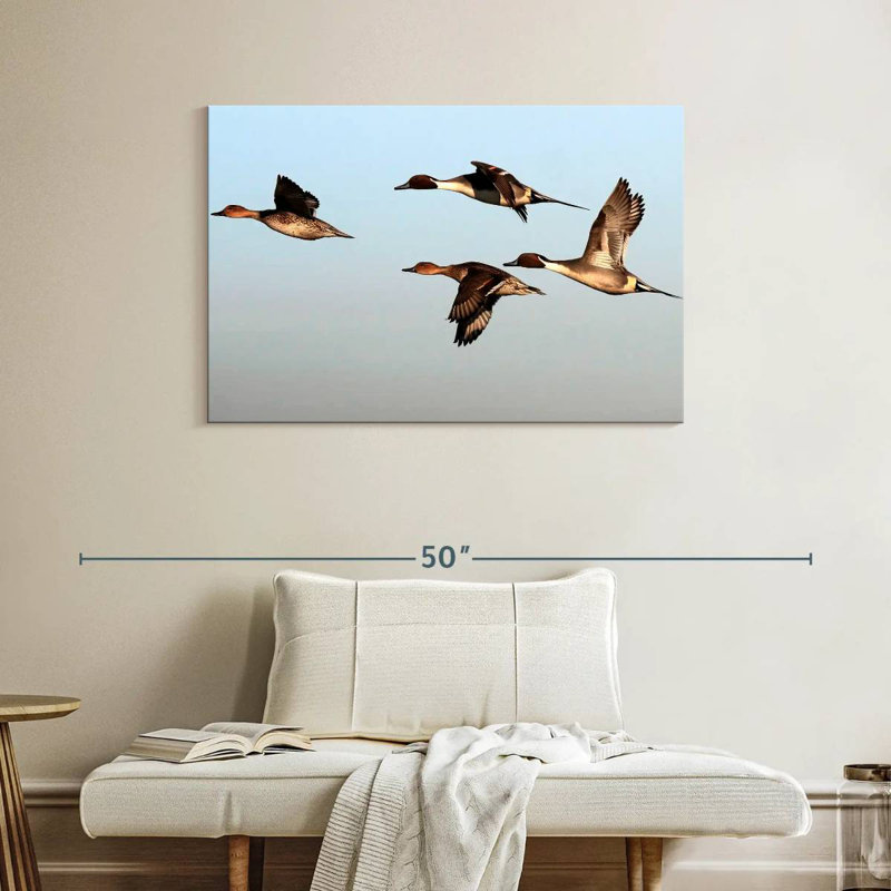 Canards pilet Brampt, H 26 po x l 39 po