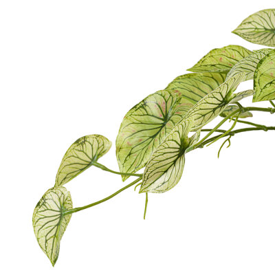 15 plantes