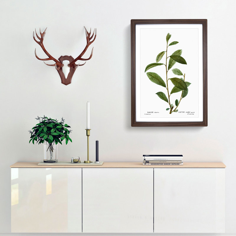 Grey Willow Tree Branch by Pierre-Joseph Redoute - Picture Frame Painting Print, 65cm H x 48cm W x 2cm D, Walnut Framed