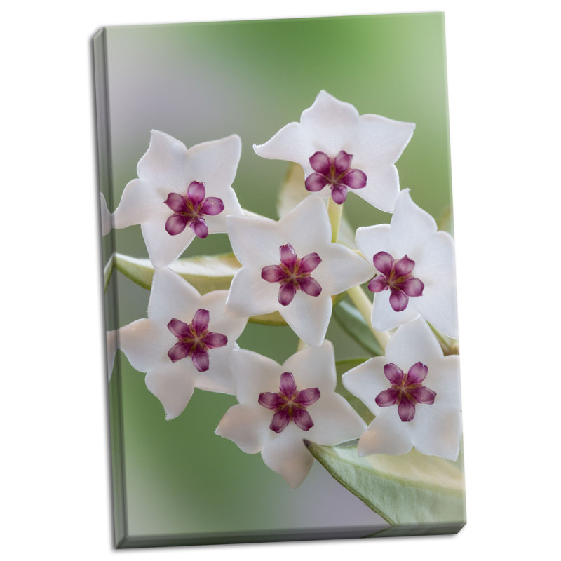 « hoya bella fleuris ii », reproduction de photo sur toile tendue