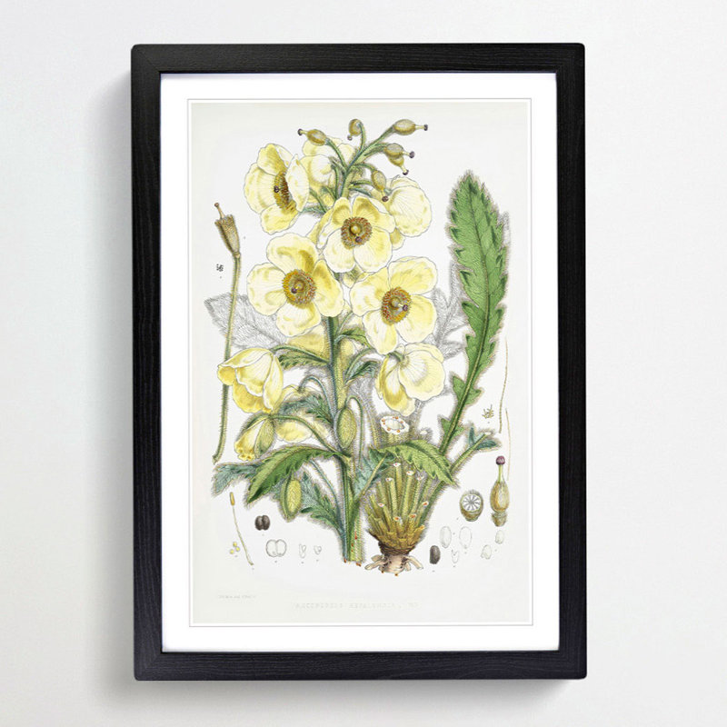Himalayan Yellow Poppy by W. H. Fitch - Picture Frame Painting Print, Black Framed, 36cm H x 27cm W x 2cm D