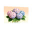Plantes et fleurs hortensia rose et bleu-1895968773-1895968775-1895968774