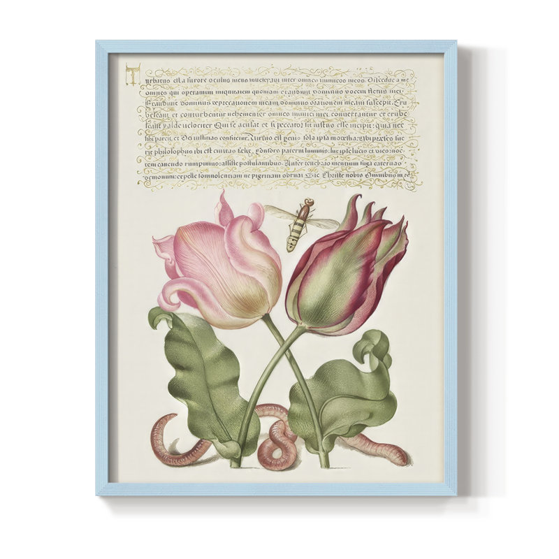 Reproduction encadrée de Hoefnagel, «Tropical Specples» - bois massif, H 30 po x l 24 po, Bleu
