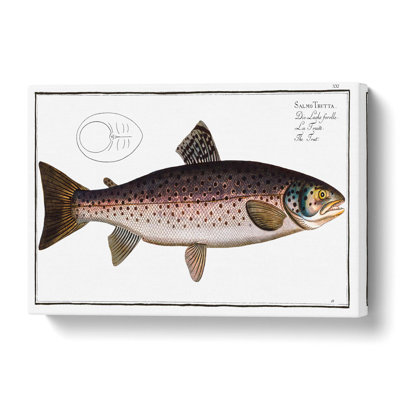 Brown Trout Fish - Wrapped Canvas Painting