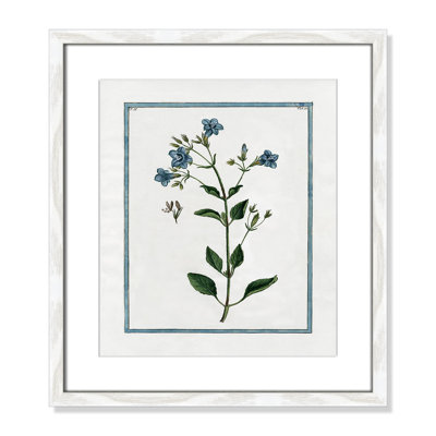 Colombe "Shabby Elegance Botanical II" Print