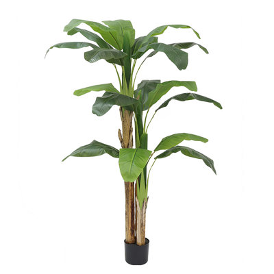 Plante à feuilles de bananier 70,87 po