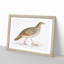Pheasant Illustration by John Edward Gray - Picture Frame Painting Print-55583482-55583485