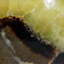 Genuine Polished Septarian Palm Stone