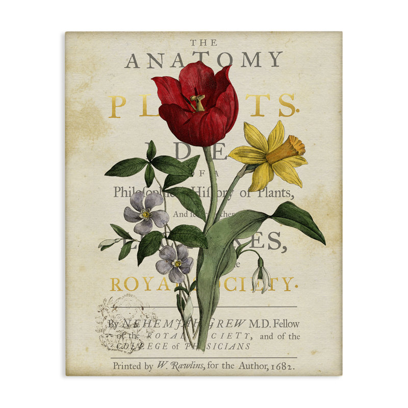 Art mural sur toile Antique Anatomy of Plants, design par Susan Arnot, 20" H x 16" W