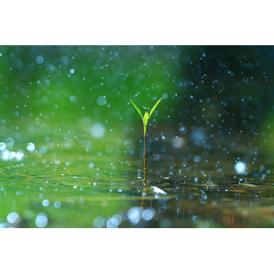 Grass Dew Rain Macro Fresh Green Eco by Kichigin - Wrapped Canvas Print
