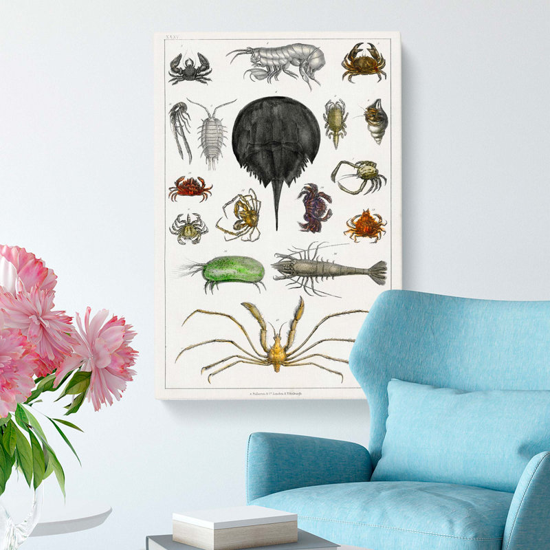 Crabs & Lobsters by Oliver Goldsmith - Wrapped Canvas Painting, 60cm H x 40cm W x 3cm D
