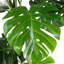 150cm Faux Monstera Tree in Metal Pot-113667736
