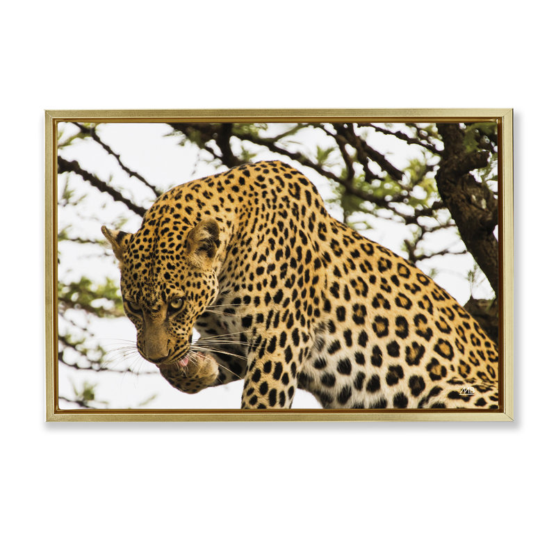 Toile flottante encadrée «Leopard After déjeuner» par Max Blakesberg Studios, Doré, H 17 po x l 25 po